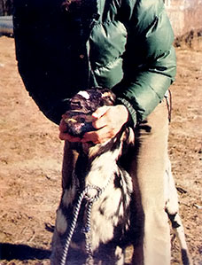 Placing a mouth gag either brute strength or considerable patience when working with goats.